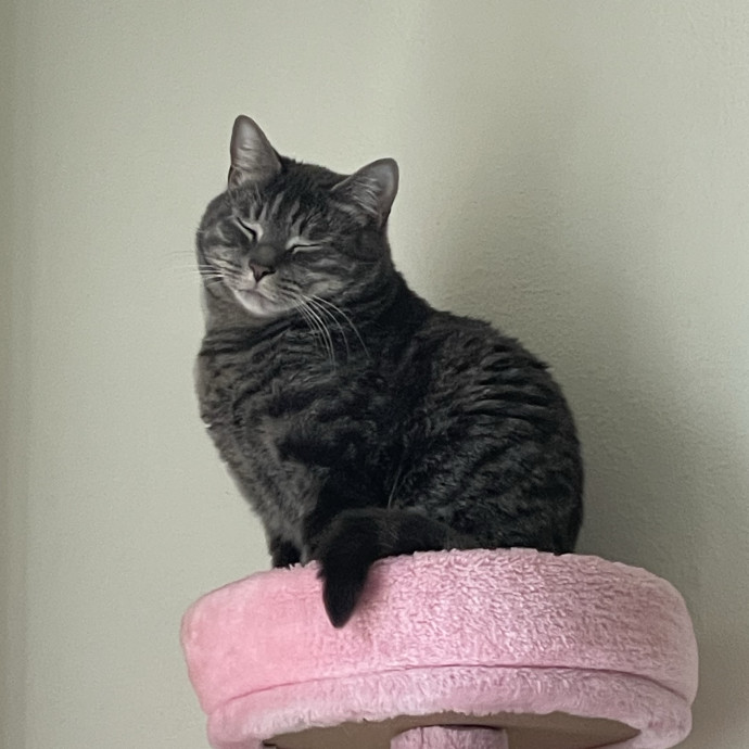 Your Cat's Second Favorite Person