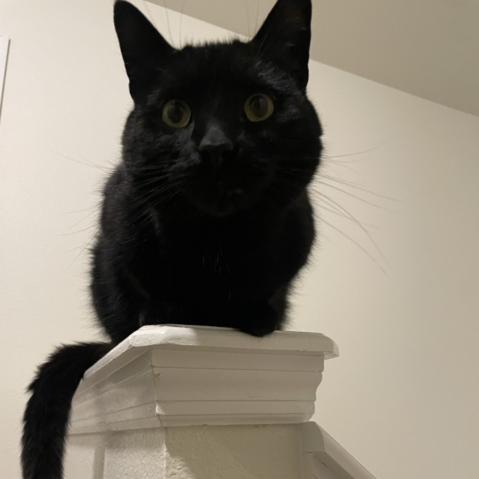 Your Cat's Second Favorite Person