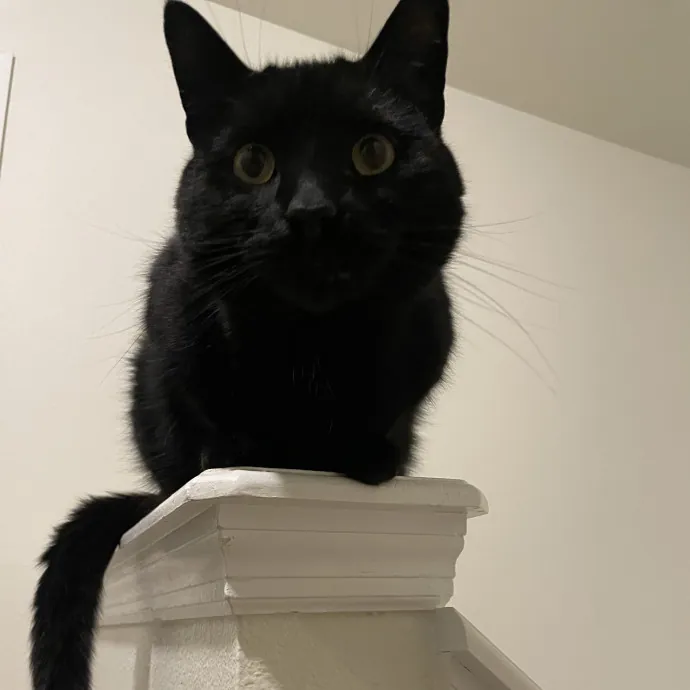 Your Cat's Second Favorite Person
