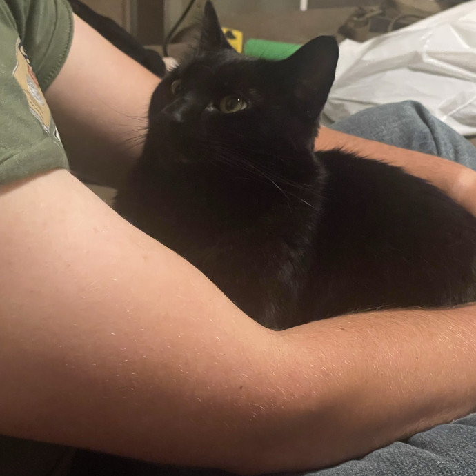 Your Cat's Second Favorite Person