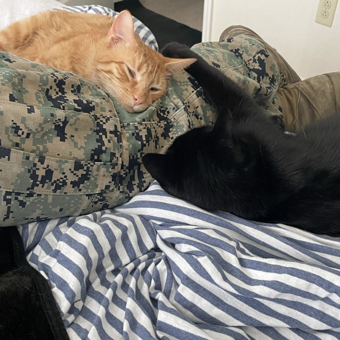Your Cat's Second Favorite Person