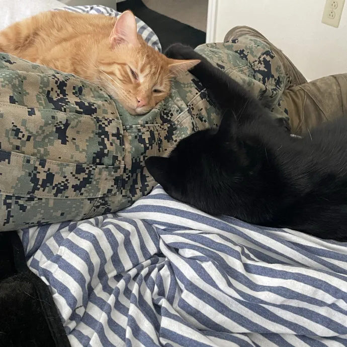 Your Cat's Second Favorite Person
