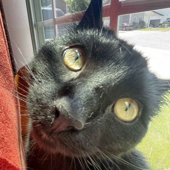 Your Cat's Second Favorite Person