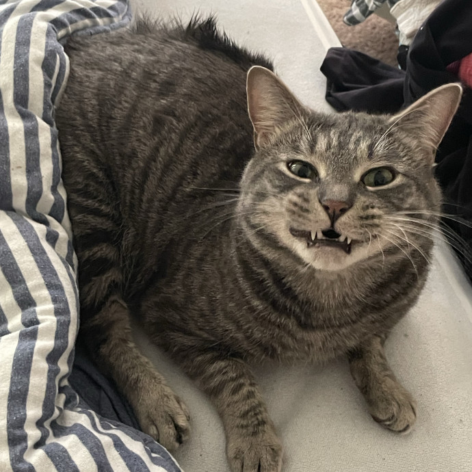 Your Cat's Second Favorite Person