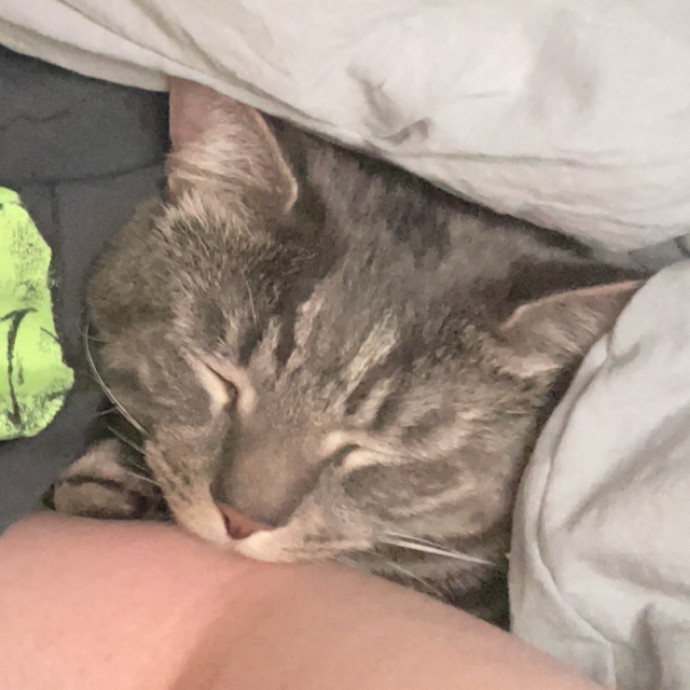 Your Cat's Second Favorite Person