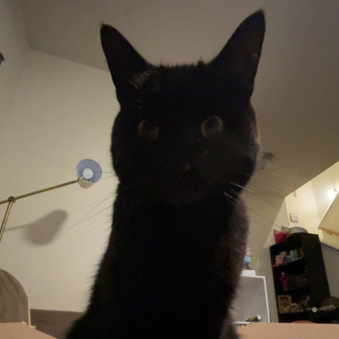 Your Cat's Second Favorite Person
