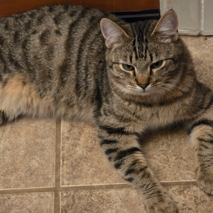 Your Cat's Second Favorite Person