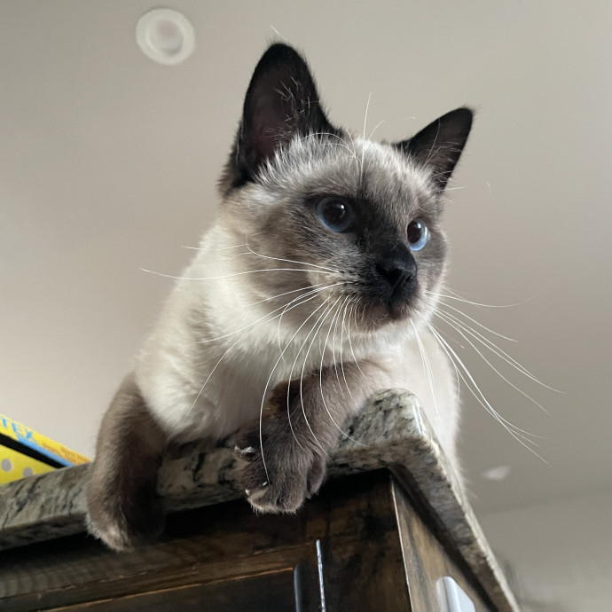 Your Cat's Second Favorite Person