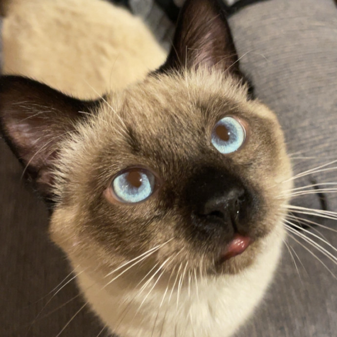 Your Cat's Second Favorite Person photo 3