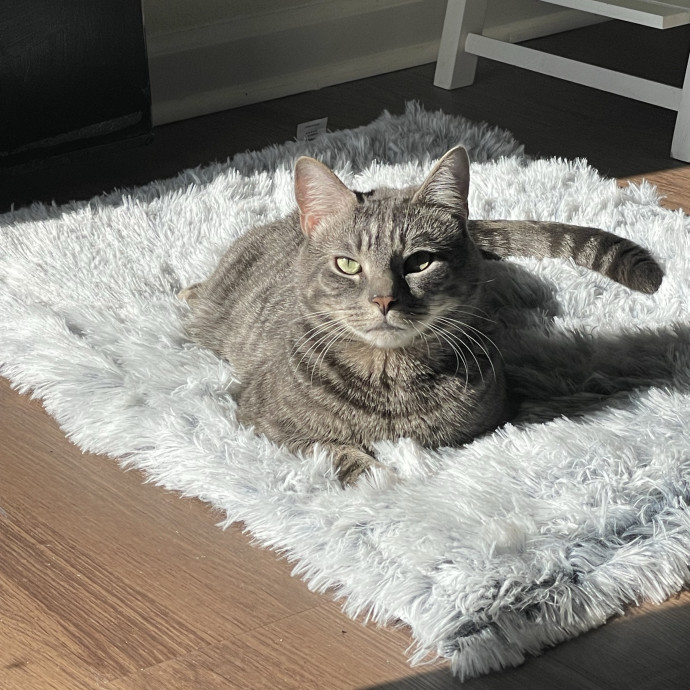 Your Cat's Second Favorite Person photo 2