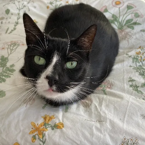 Auntie Christine's Customized Cat Care