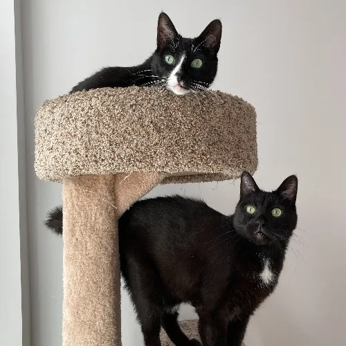 Auntie Christine's Customized Cat Care