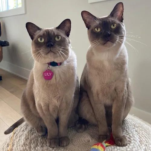 Auntie Christine's Customized Cat Care