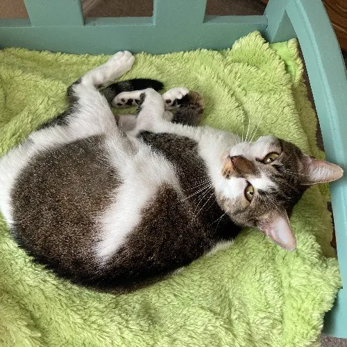 Auntie Christine's Customized Cat Care