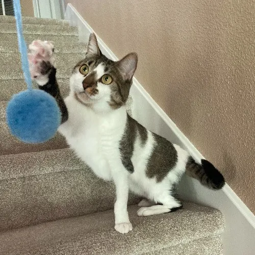 Auntie Christine's Customized Cat Care