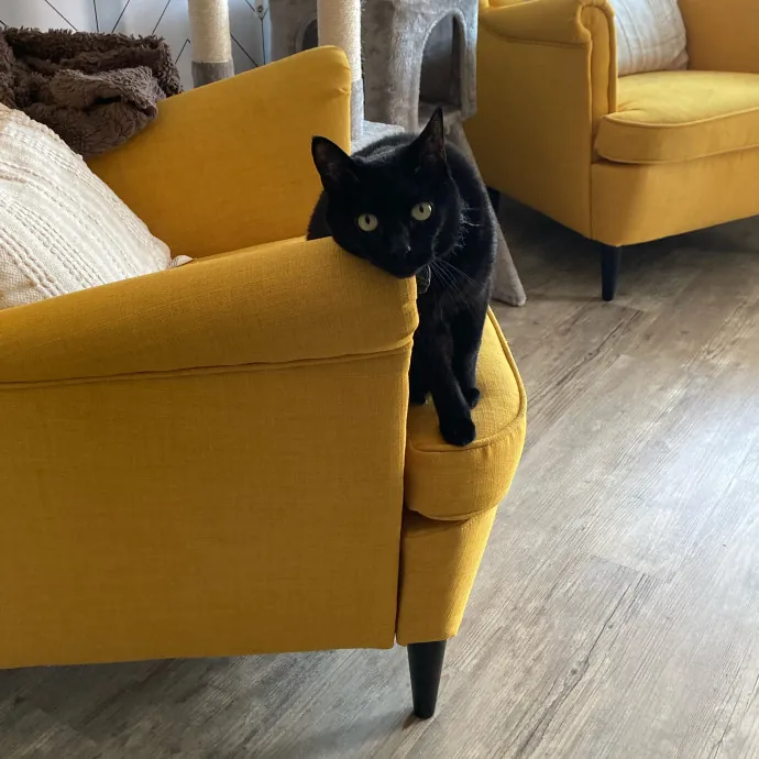 Auntie Christine's Customized Cat Care