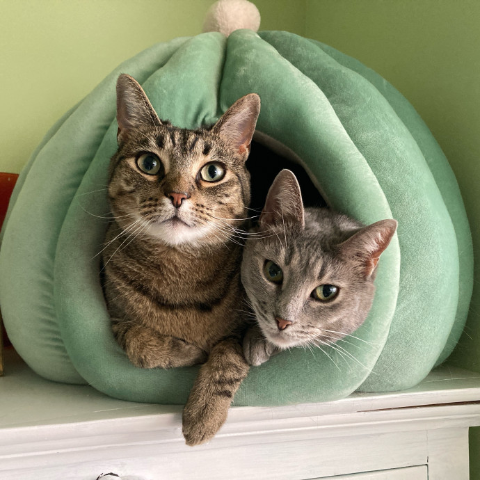 Auntie Christine's Customized Cat Care