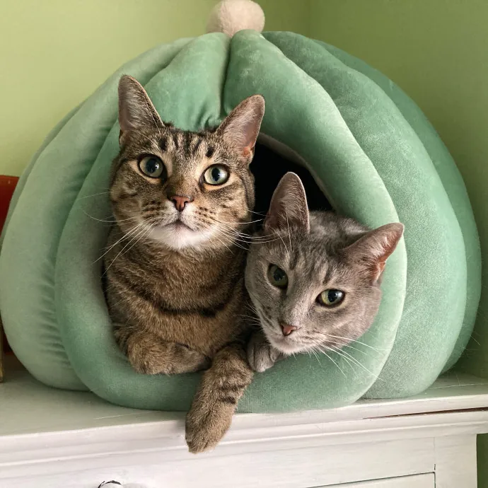 Auntie Christine's Customized Cat Care