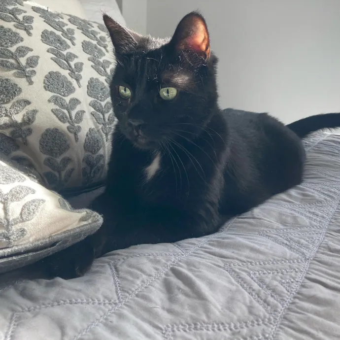 Auntie Christine's Customized Cat Care