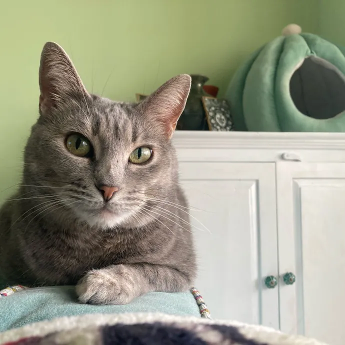 Auntie Christine's Customized Cat Care