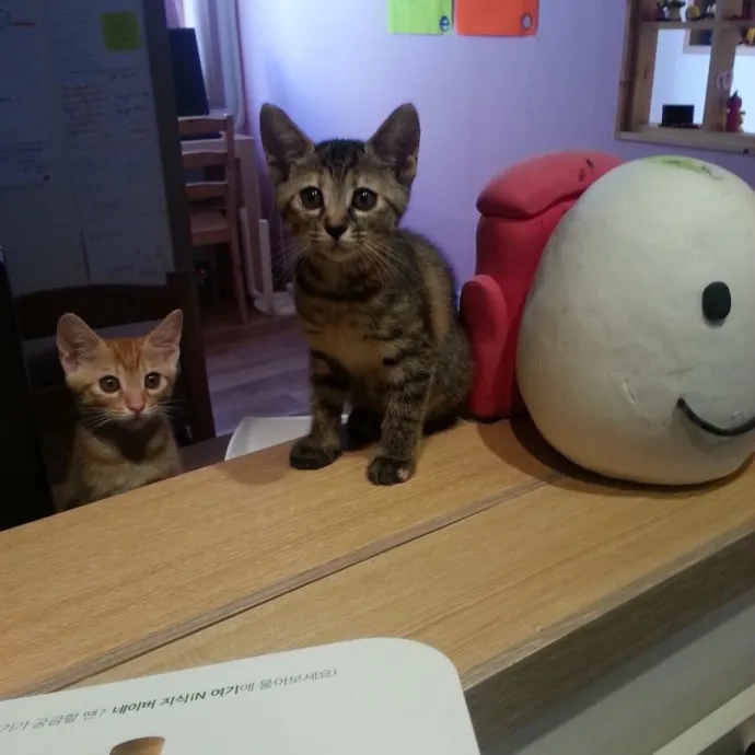 Auntie Christine's Customized Cat Care