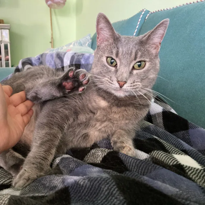 Auntie Christine's Customized Cat Care