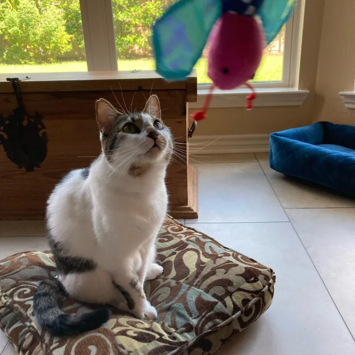 Auntie Christine's Customized Cat Care