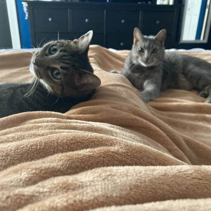 Auntie Christine's Customized Cat Care