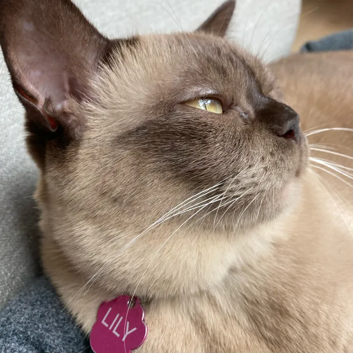 Auntie Christine's Customized Cat Care