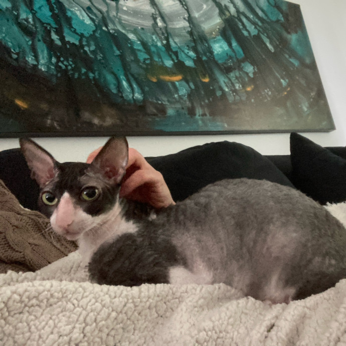 Auntie Christine's Customized Cat Care