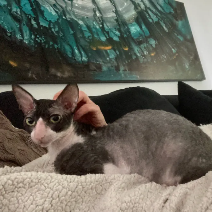 Auntie Christine's Customized Cat Care