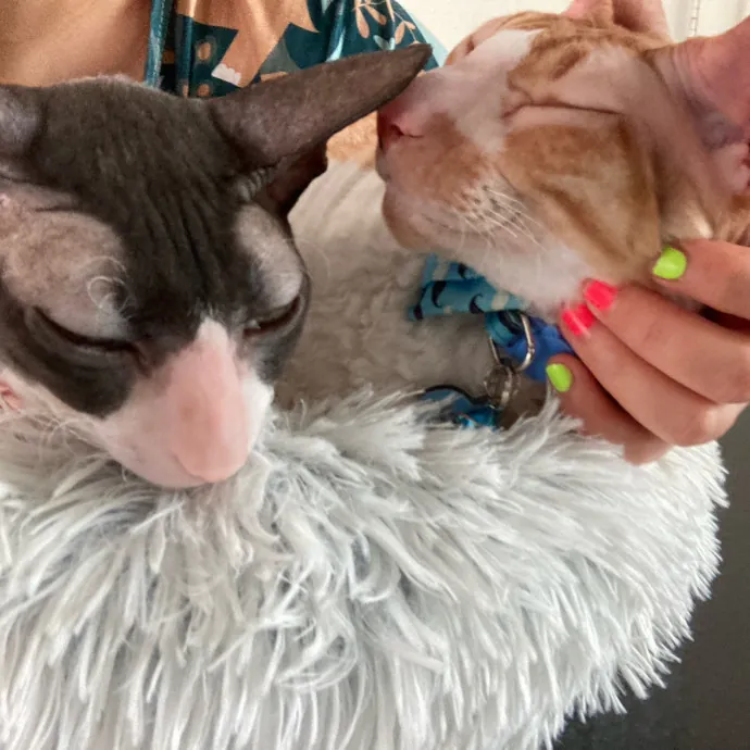 Auntie Christine's Customized Cat Care