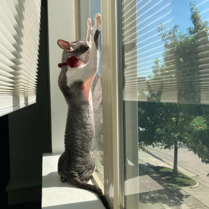 Auntie Christine's Customized Cat Care