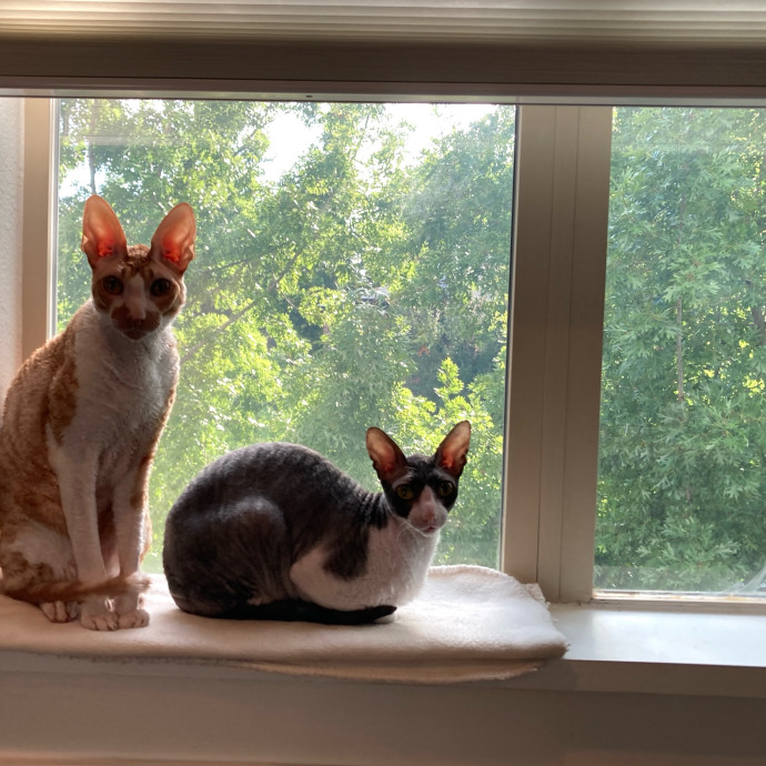 Auntie Christine's Customized Cat Care