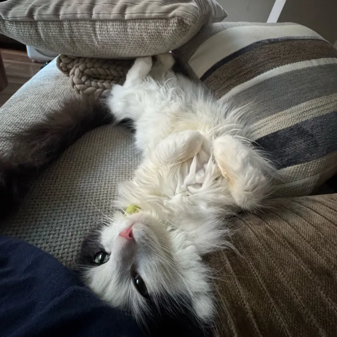Loving  Reliable Cat Sitter