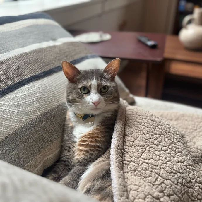 Loving  Reliable Cat Sitter