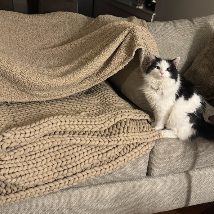 Loving  Reliable Cat Sitter