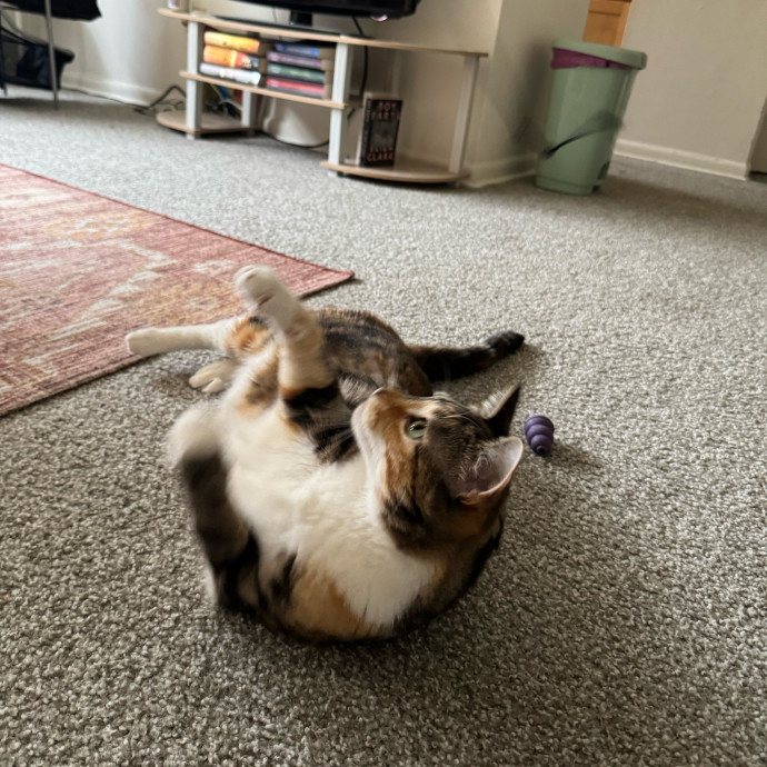 Loving  Reliable Cat Sitter