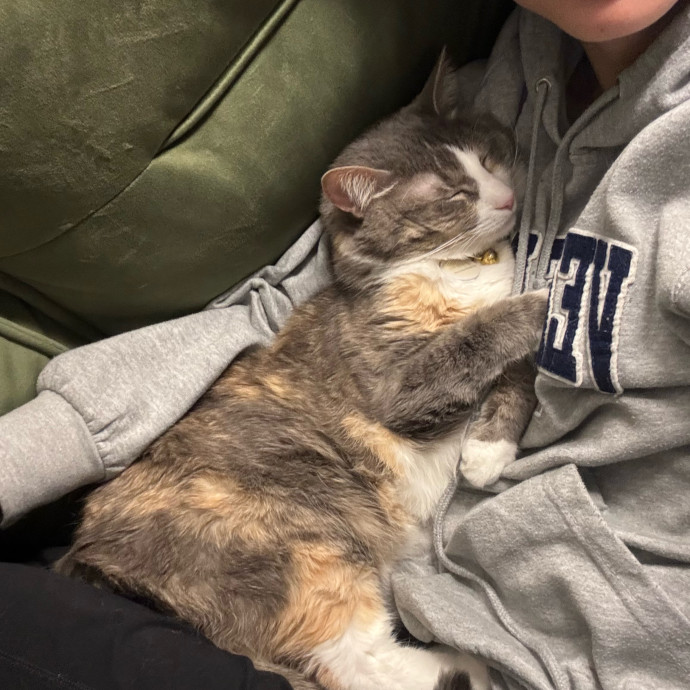 Loving  Reliable Cat Sitter photo 3