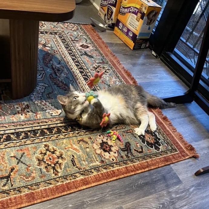 Loving  Reliable Cat Sitter photo 2