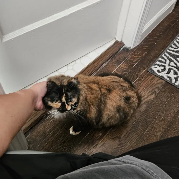 Cat Mama Available For Hire In La