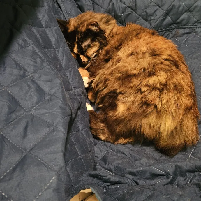 Cat Mama Available For Hire In La