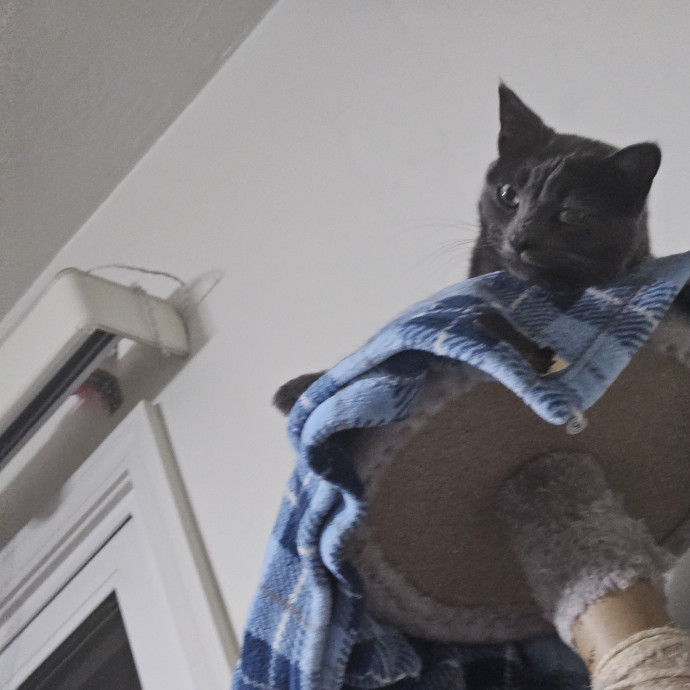 Caring Cat Sitter For Cats And Kittens