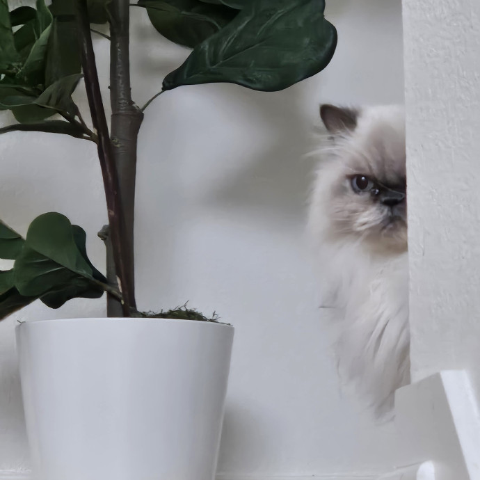 Caring Cat Sitter For Cats And Kittens photo 3