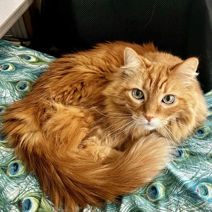 Purrfectly Pampered Kitty Care - Vet Tech