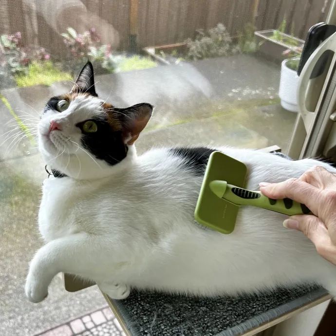 Purrfectly Pampered Kitty Care - Vet Tech