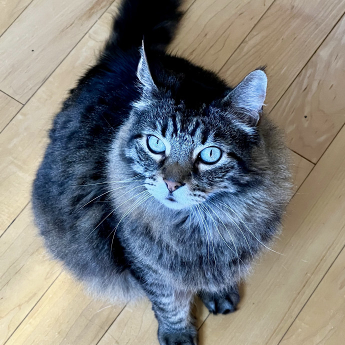Purrfectly Pampered Kitty Care - Vet Tech