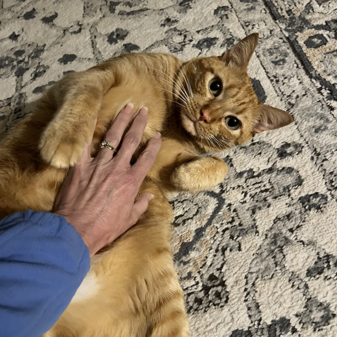 Purrfectly Pampered Kitty Care - Vet Tech