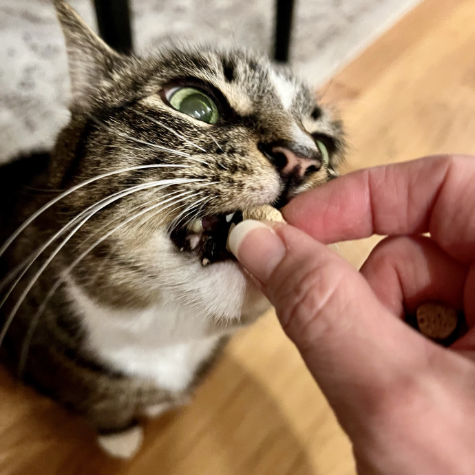 Purrfectly Pampered Kitty Care - Vet Tech photo 2