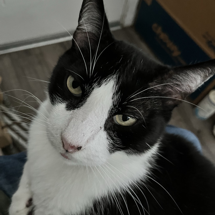 Steve The Cat Sitter